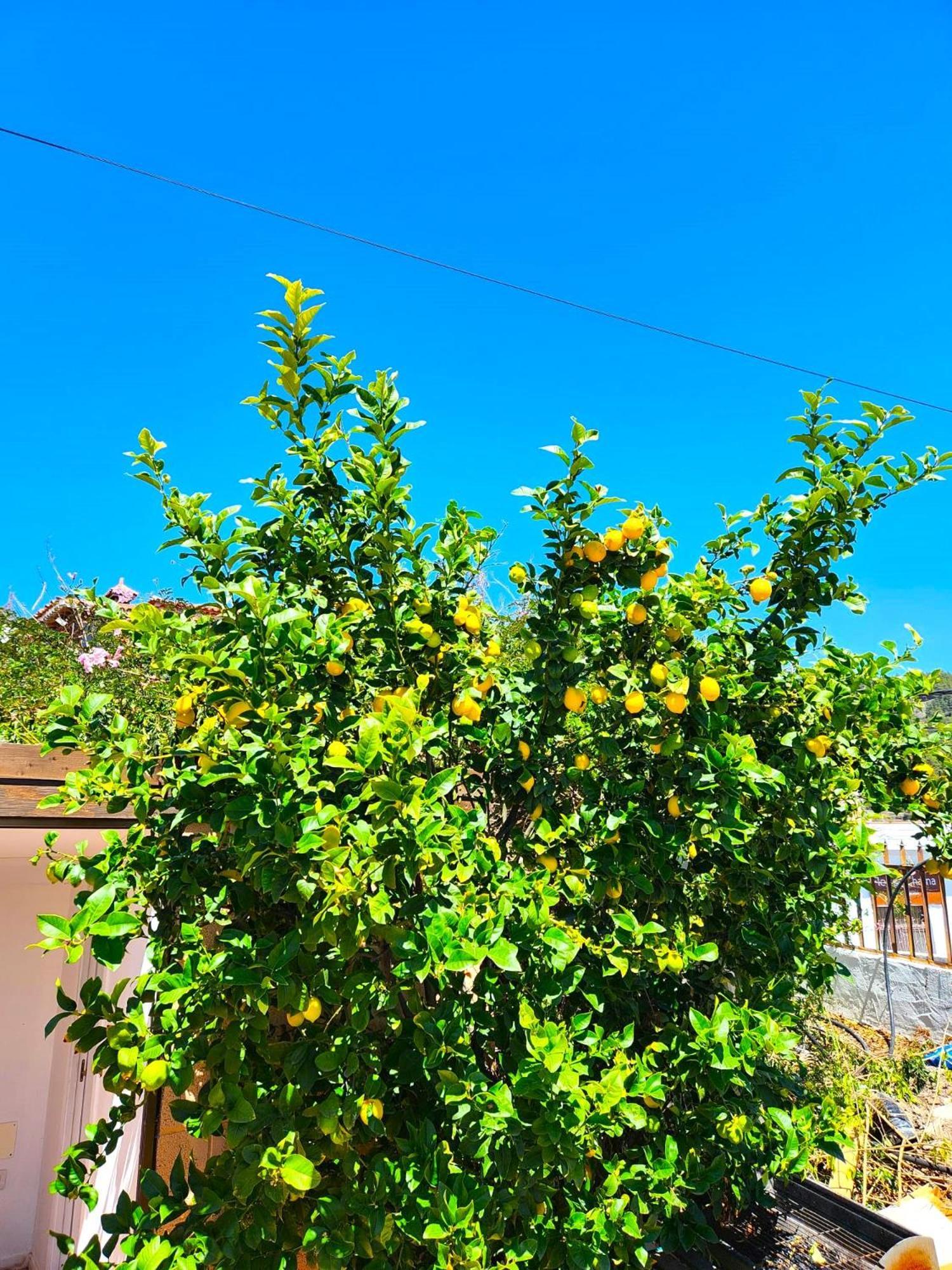 Ziggys Mountain Retreat (Adults Only) Bed & Breakfast Vilaflor Dış mekan fotoğraf